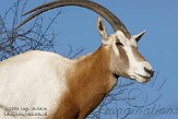 NAA01080859 algazel / Oryx dammah