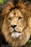 NAA01104530 Afrikaanse leeuw / Panthera leo