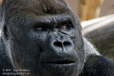 NAA01112992 westelijke laaglandgorilla / Gorilla gorilla gorilla