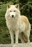 NAA01120329 Hudson Bay wolf / Canis lupus hudsonicus