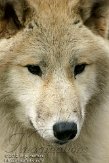 NAA01120331 Hudson Bay wolf / Canis lupus hudsonicus