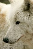 NAA01120344 Hudson Bay wolf / Canis lupus hudsonicus