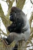 NAA01120351 westelijke laaglandgorilla / Gorilla gorilla gorilla