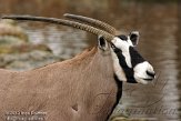 NAA02129941 gemsbok / Oryx gazella