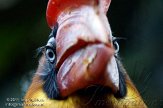 NAV0111B434 rosse neushoornvogel / Buceros hydrocorax