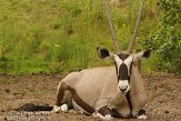 NDE01125422 gemsbok / Oryx gazella