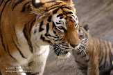 NBB0308B213 Siberische tijger / Panthera tigris altaica