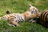 NBB0308B237 Siberische tijger / Panthera tigris altaica