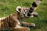 NBB0308B240 Siberische tijger / Panthera tigris altaica