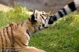 NBB0308B242 Siberische tijger / Panthera tigris altaica