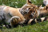 NBB0308B246 Siberische tijger / Panthera tigris altaica