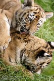 NBB0308B271 Siberische tijger / Panthera tigris altaica