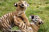 NBB0308B272 Siberische tijger / Panthera tigris altaica