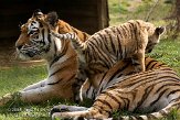 NBB0308B288 Siberische tijger / Panthera tigris altaica