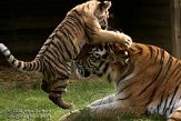 NBB0308B293 Siberische tijger / Panthera tigris altaica