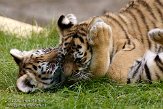 NBB0308B324 Siberische tijger / Panthera tigris altaica