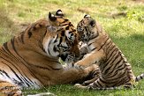 NBB0308B362 Siberische tijger / Panthera tigris altaica