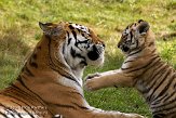 NBB0308B363 Siberische tijger / Panthera tigris altaica