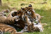 NBB0308B369 Siberische tijger / Panthera tigris altaica