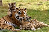 NBB0308B372 Siberische tijger / Panthera tigris altaica