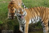 NBB01098236 Siberische tijger / Panthera tigris altaica