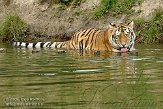 NBB01098271 Siberische tijger / Panthera tigris altaica