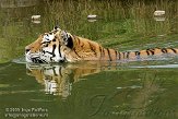 NBB01098281 Siberische tijger / Panthera tigris altaica