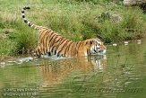 NBB01098290 Siberische tijger / Panthera tigris altaica
