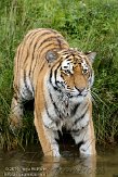 NBB01109418 Siberische tijger / Panthera tigris altaica
