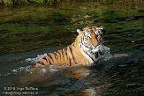 NBB01109472 Siberische tijger / Panthera tigris altaica