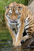 NBB01109481 Siberische tijger / Panthera tigris altaica