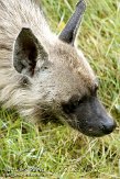 NBB01118652 gestreepte hyena / Hyaena hyaena sultana