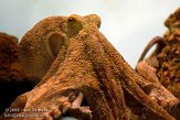 NZB01093089 gewone octopus / Octopus vulgaris