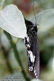 NVB01102551 Papilio aegeus
