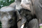 NDB1208A398 Aziatische olifant / Elephas maximus
