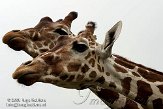 NDB1208A415 netgiraf / Giraffa camelopardalis reticulata