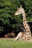 NDB1308A587 netgiraf / Giraffa camelopardalis reticulata dwergnijlpaard / Hexaprotodon liberiensis