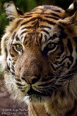 NDB1509A227 Sumatraanse tijger / Panthera tigris sumatrae