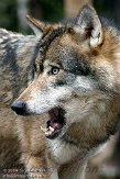 NDB01100534 Europese wolf / Canis lupus lupus