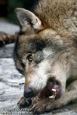 NDB01100538 Europese wolf / Canis lupus lupus