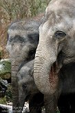 NDB01100628 Aziatische olifant / Elephas maximus