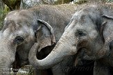 NDB01100631 Aziatische olifant / Elephas maximus