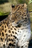 NDB01110189 Amoerpanter / Panthera pardus orientalis