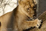 NDB01110196 Aziatische leeuw / Panthera leo persica