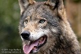 NDB02110575 Europese wolf / Canis lupus lupus
