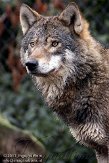 NDB02110576 Europese wolf / Canis lupus lupus