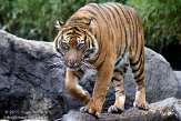 NDB03110855 Sumatraanse tijger / Panthera tigris sumatrae