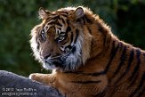 NDB01120030 Sumatraanse tijger / Panthera tigris sumatrae