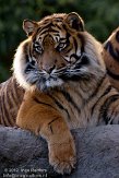NDB01120058 Sumatraanse tijger / Panthera tigris sumatrae
