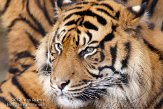 NDB02120156 Sumatraanse tijger / Panthera tigris sumatrae